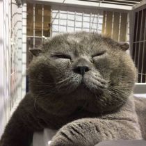 碧桂园都会星宸
